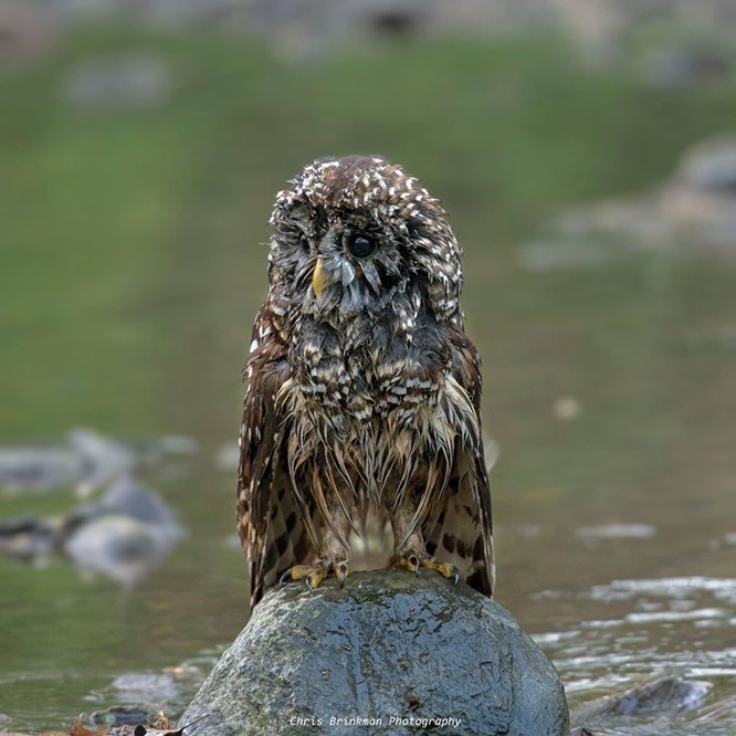 Bathing Barred Owl