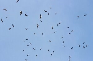 batumi raptors batumi raptors