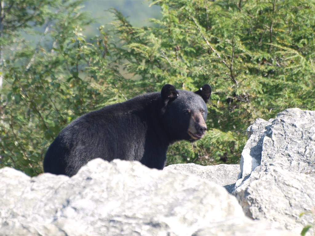 Black Bear Black Bear