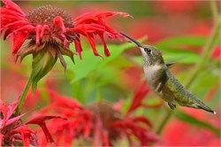 bee balm and hummingbird
