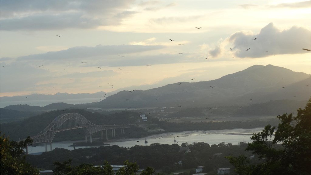 Migration over Panama City
