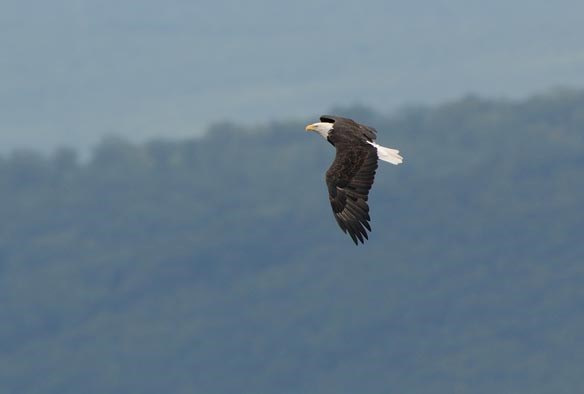 bald eagle passes north lookout