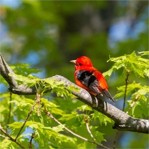 Scarlet Tanger