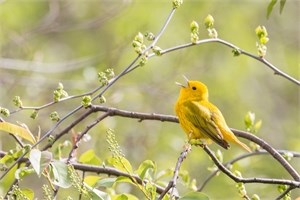 Singing yellow warbler