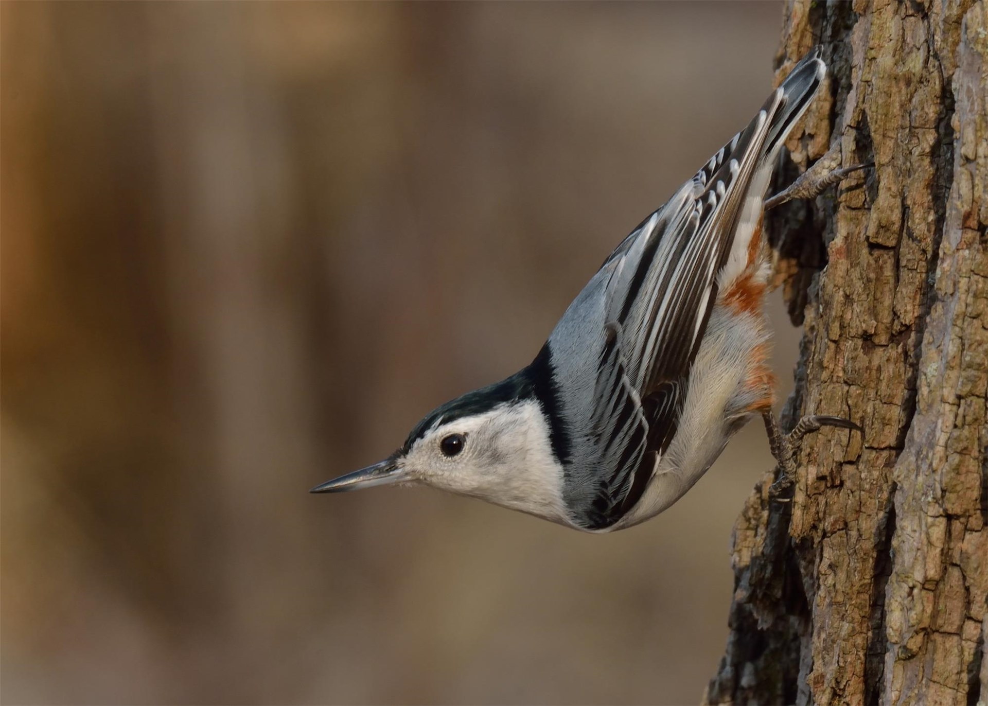 Birding Bonanza Birding Bonanza