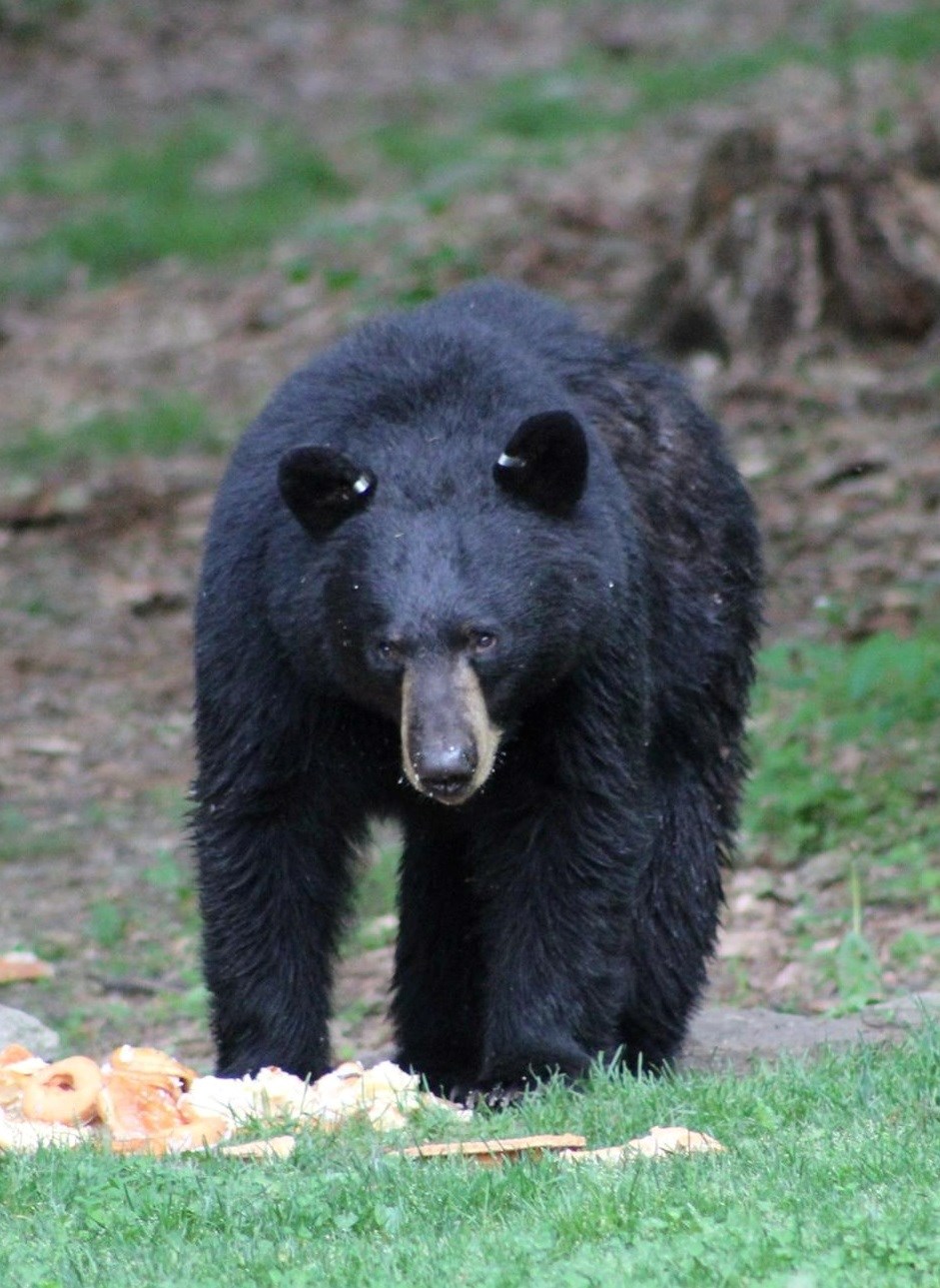 Tagged Black Bear