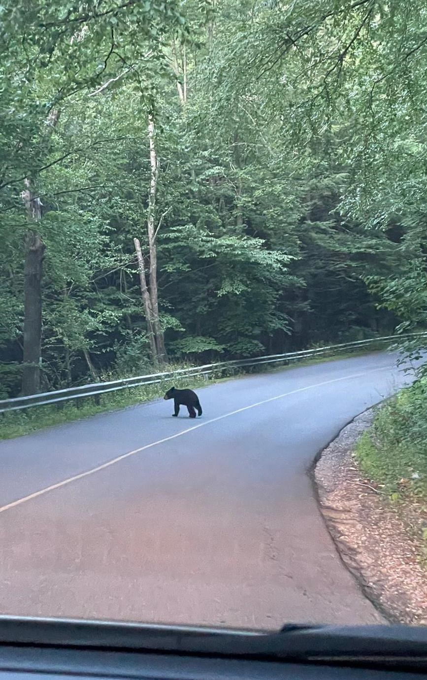 Yearling Black Bear Cub Crossing the Street