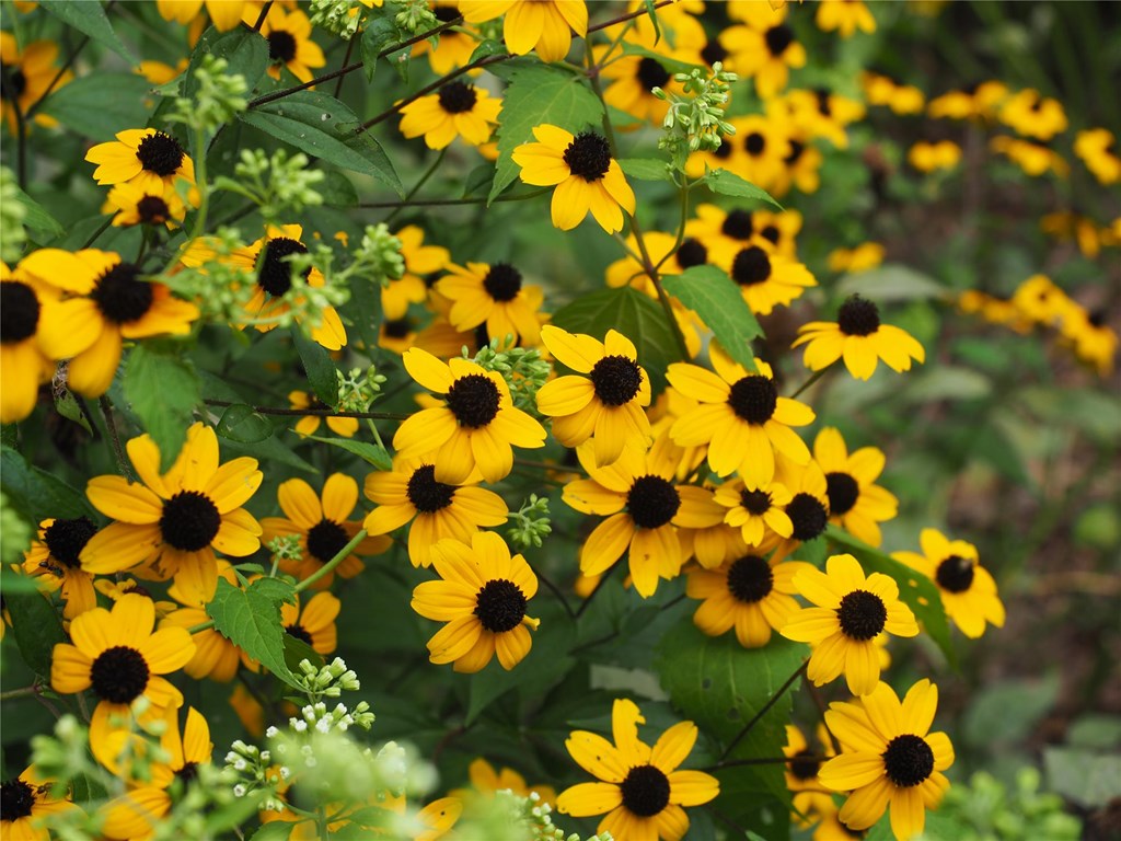 black-eyed susans