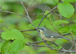 black-throated blue warbler black-throated blue warbler