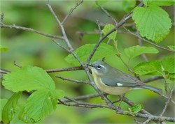 black-throated blue warbler