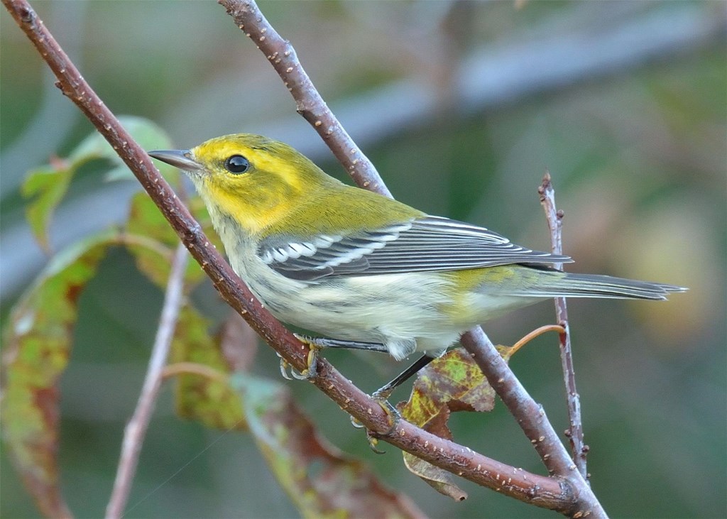 Black-throated Green Warbler Perched on a Branch Black-throated Green Warbler Perched on a Branch