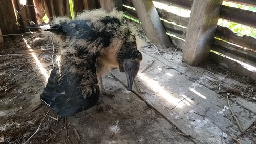 black vulture chick