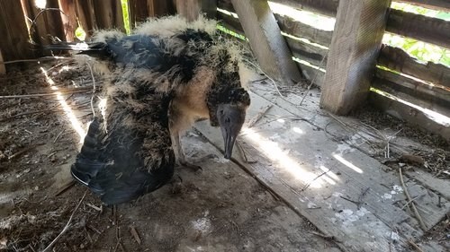 black vulture chick black vulture chick