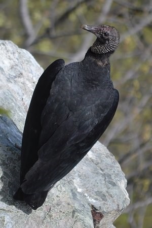 black vulture on boulder Black Vulture on Boulder