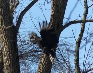 black vulture