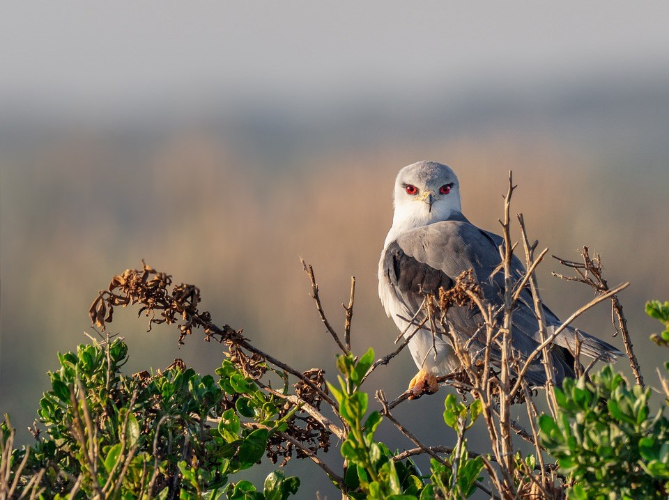 Black-winged Kite Black-winged Kite