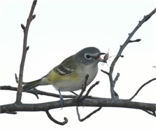 blue-headed vireo blue-headed vireo