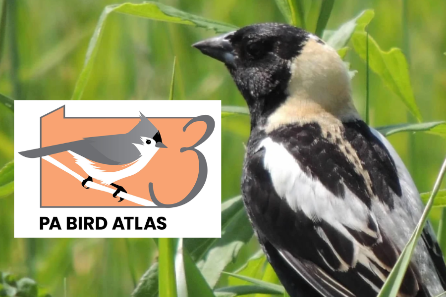 PA Bobolink and PA Third Bird Atlas Logo