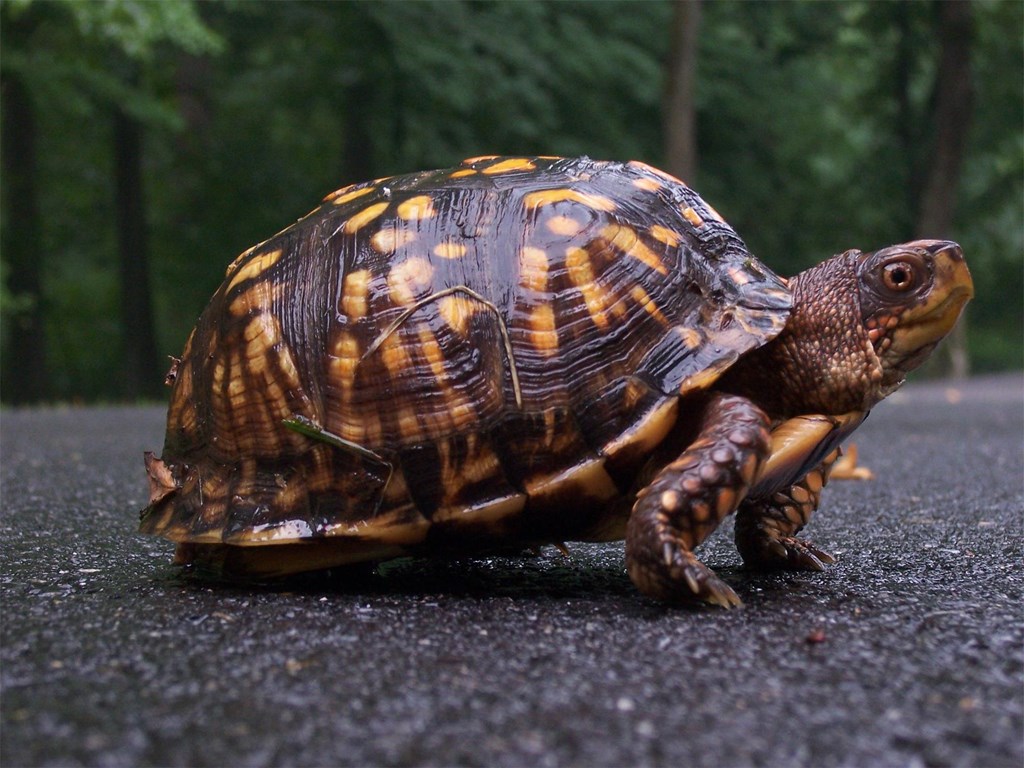 A box turtle on pavement