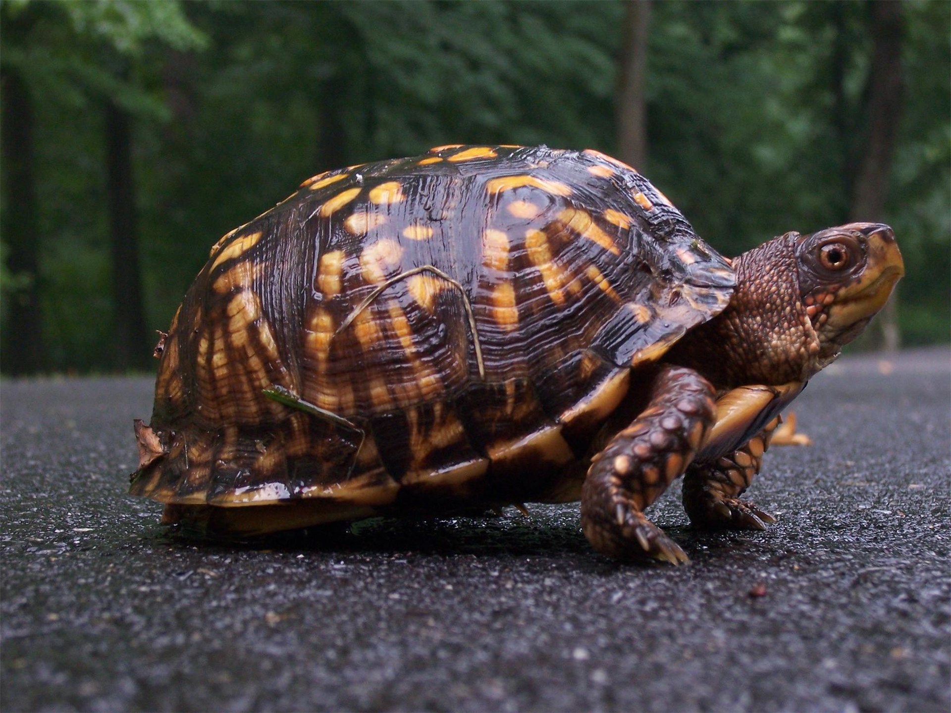 Box Turtle Hawk Mountain Sanctuary Learn Visit Join