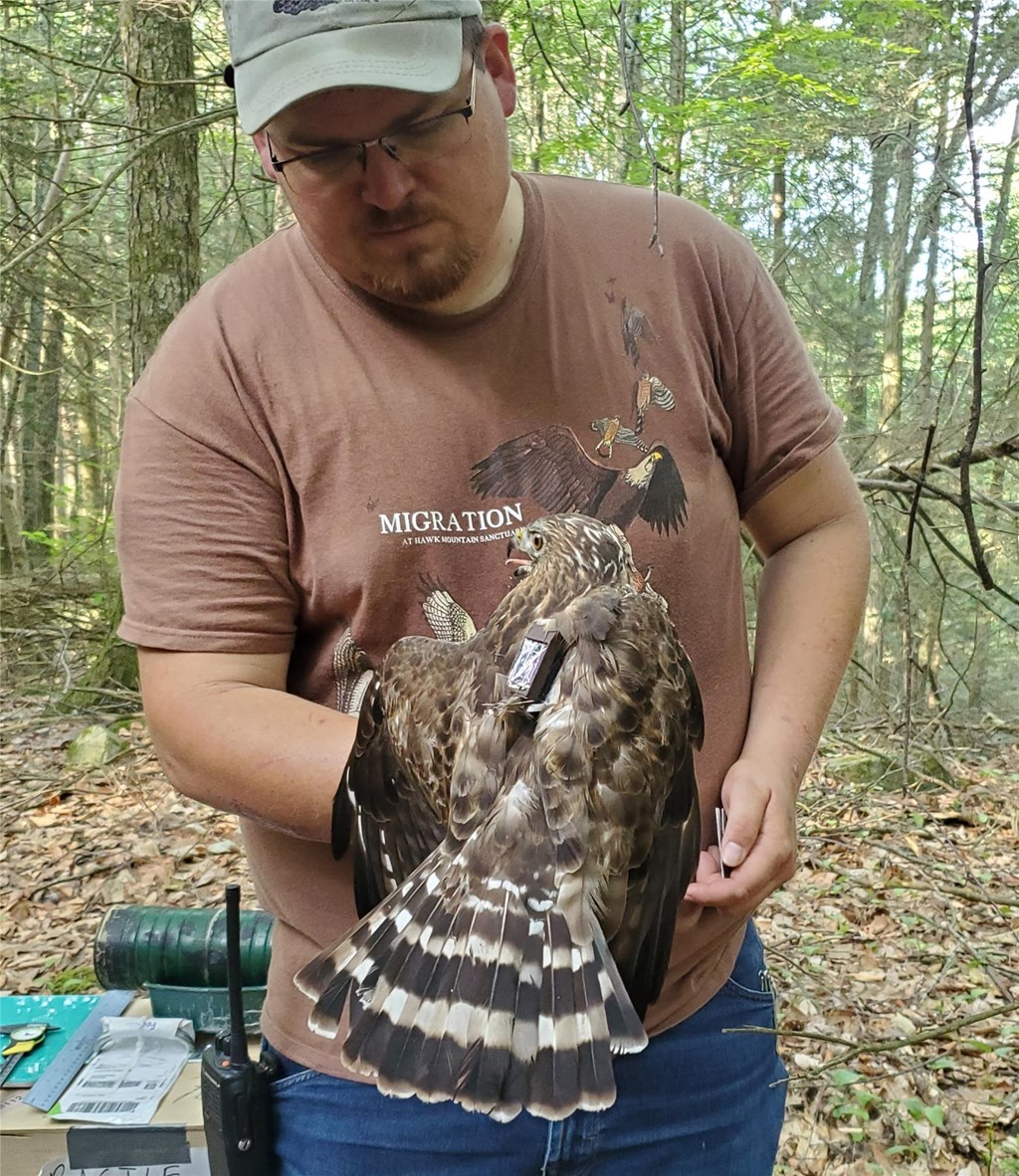Bracken with tracker-equipped broadwing Bracken with tracker-equipped broadwing