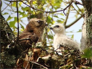 broadwing young and adult broadwing young and adult