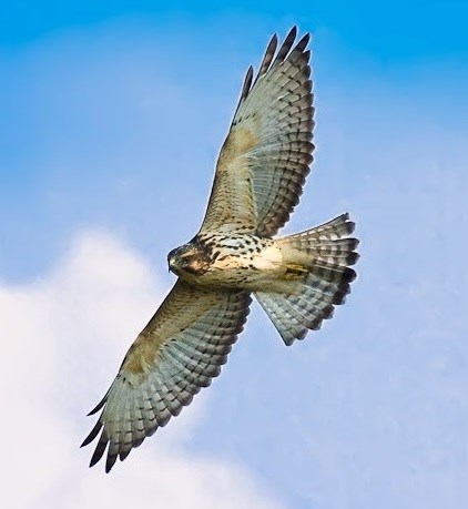Broad-winged Hawk in Flight Broad-winged Hawk in Flight