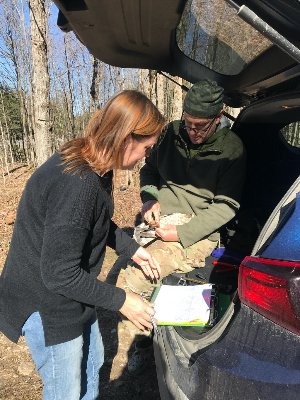 Scientists Banding an Adult Broadwing Scientists Banding an Adult Broadwing