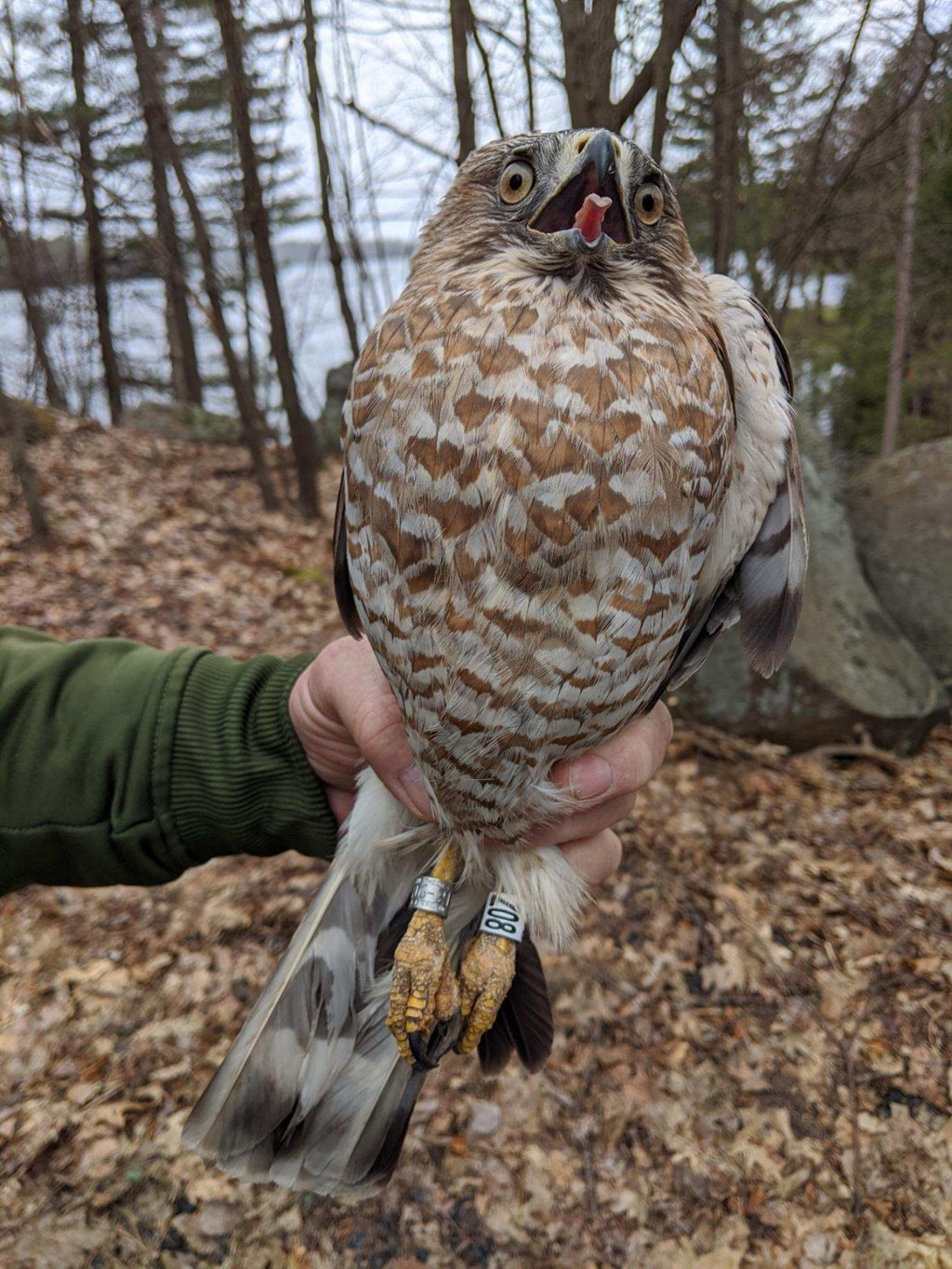 An adult female broadwing with two bands An adult female broadwing with two bands