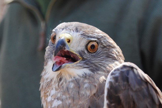 Diane, a Broad-winged Hawk tagged in Ontario Diane, a Broad-winged Hawk tagged in Ontario