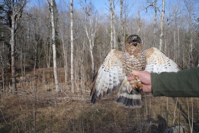 Charlotte, a Broad-winged Hawk tagged in Ontario Charlotte, a Broad-winged Hawk tagged in Ontario