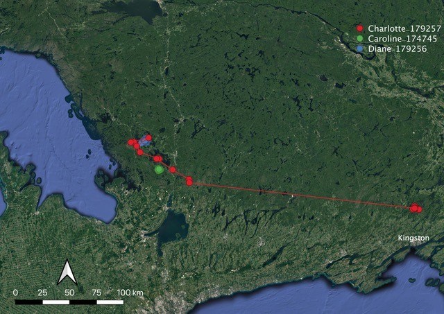 Movements of Ontario Broadwings Movements of Ontario Broadwings