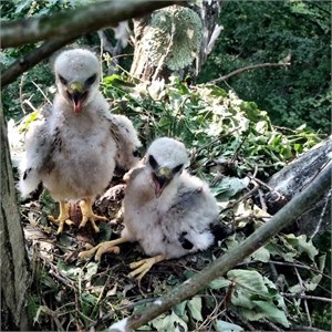 broadwing chicks broadwing chicks