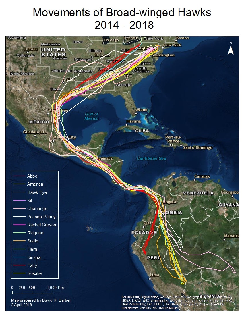 Broadwing Migration Movements 2014-2018 A map showing broad-winged hawk migratory movements from northeast US to South America