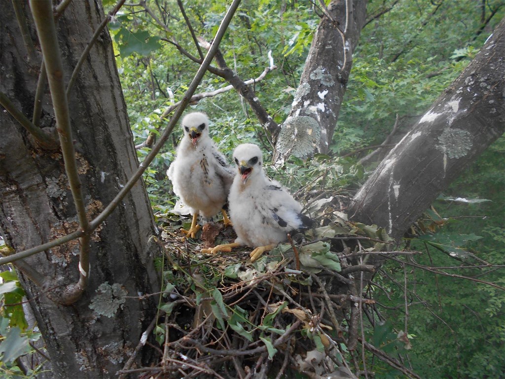 Broadwing chicks in nest, photo by Todd Bauman Broadwing chicks in nest, photo by Todd Bauman
