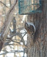 brown creeper brown creeper