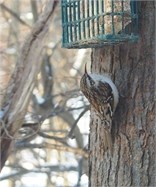 brown creeper