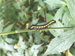 brown-hooded owlet caterpillar