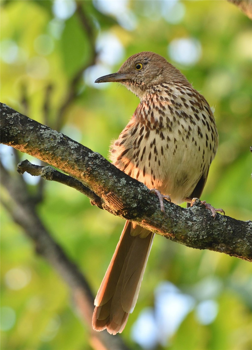 Brown Thrasher Perched On a Branch