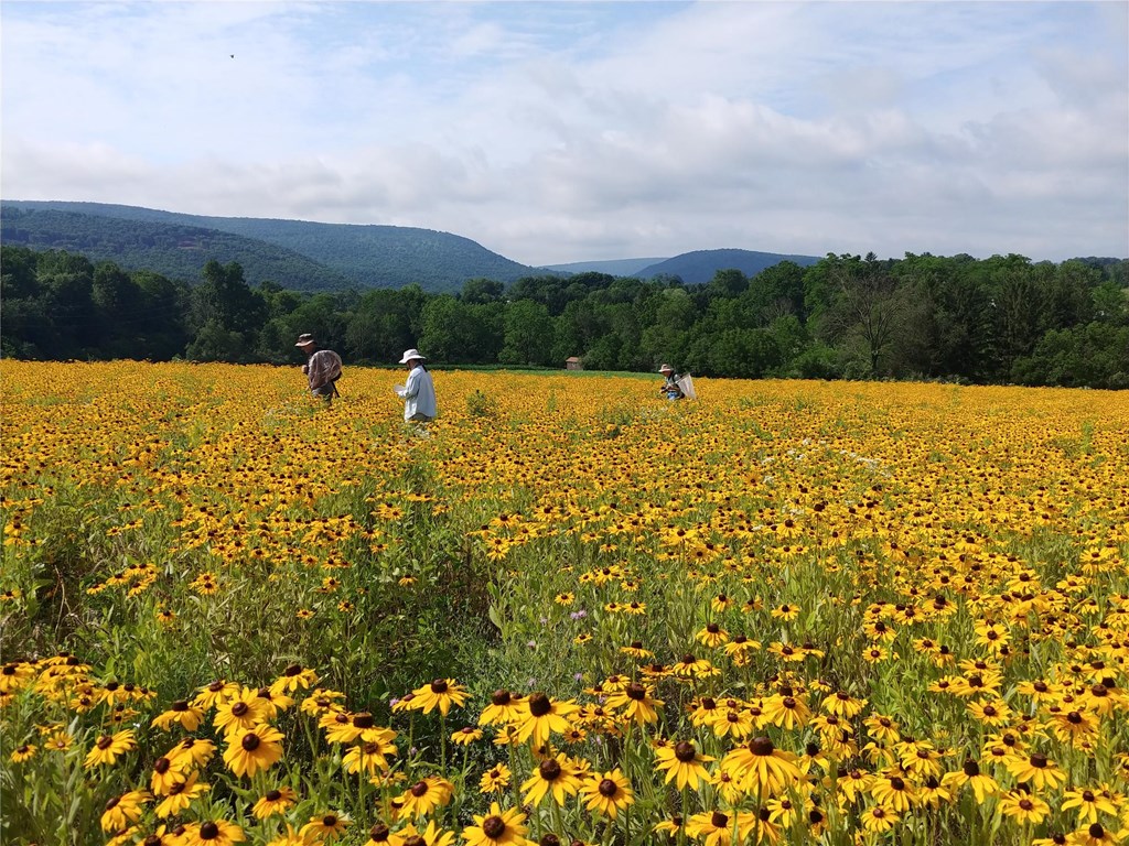 Butterfly Count 2020 Butterfly Count 2020