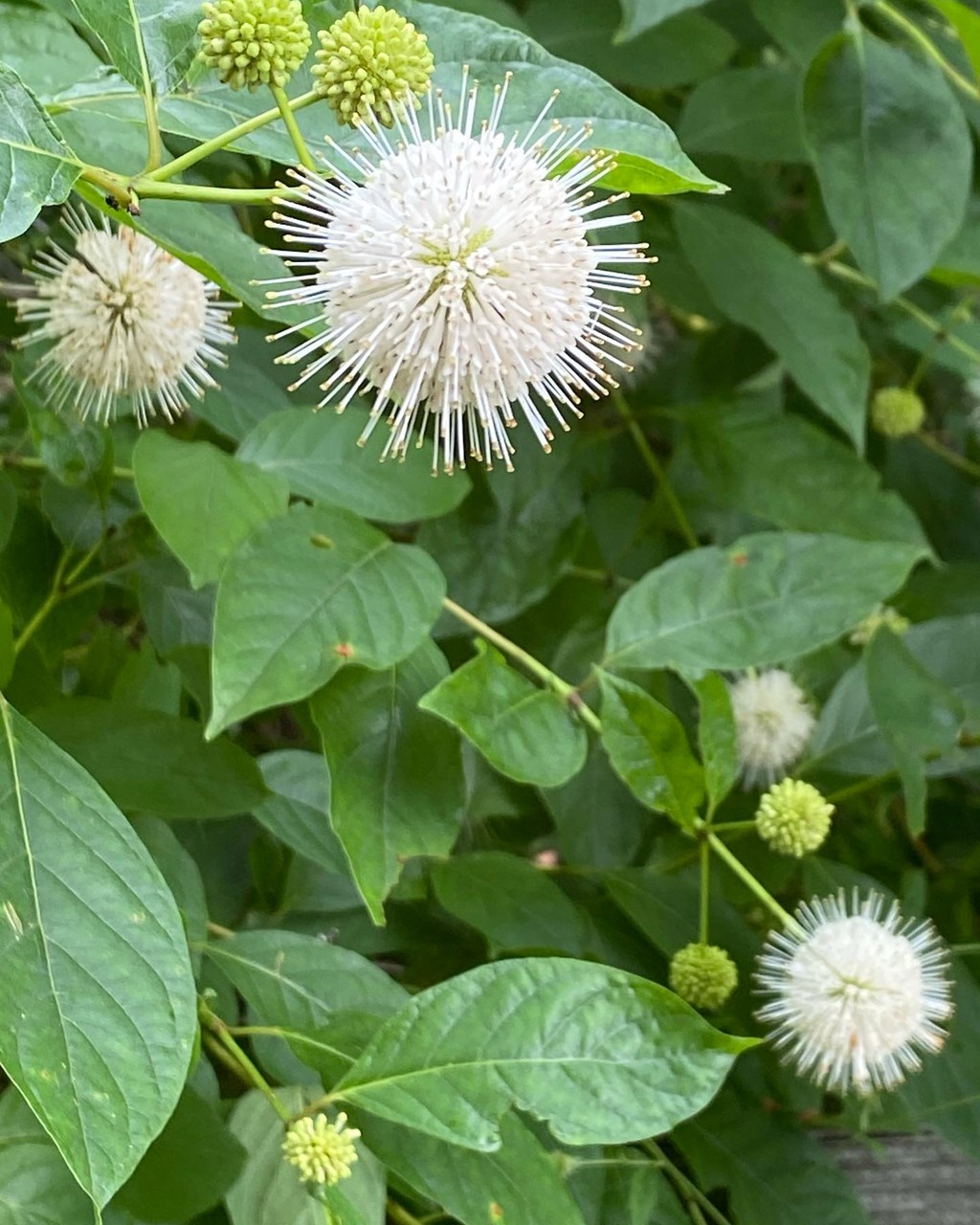 Blooming Buttonbush Blooming Buttonbush