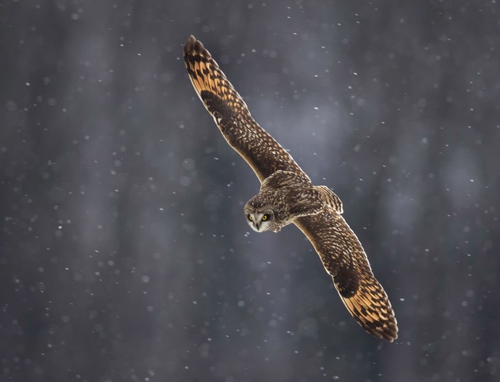 Short-eared Owl Flies Through Snow Flurries