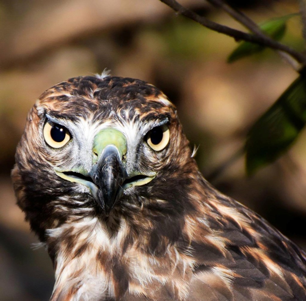 Close up of a Red-tailed Hawk Close up of a Red-tailed Hawk