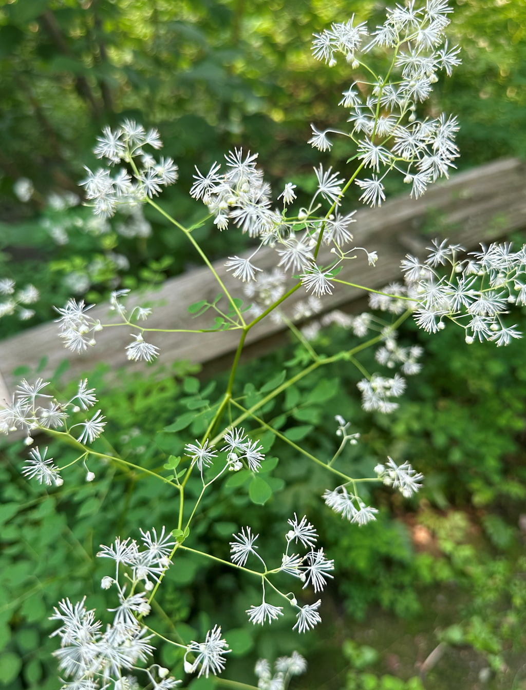 Tall Meadow-rue in Bloom Tall Meadow-rue in Bloom