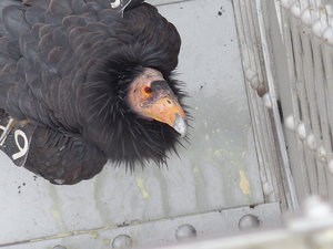 california condor california condor