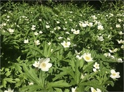 canada anemone canada anemone