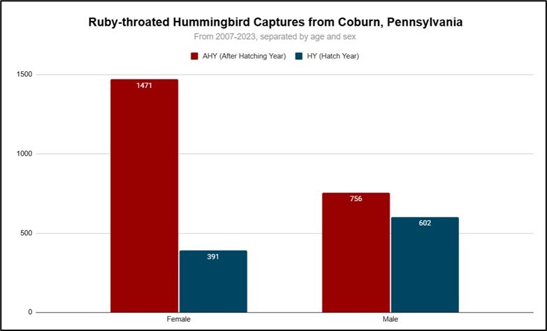 Ruby-throated Hummingbird Captures, hatch years