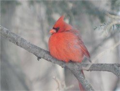 cardinal