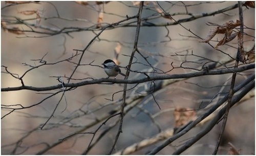 carolina chickadee carolina chickadee