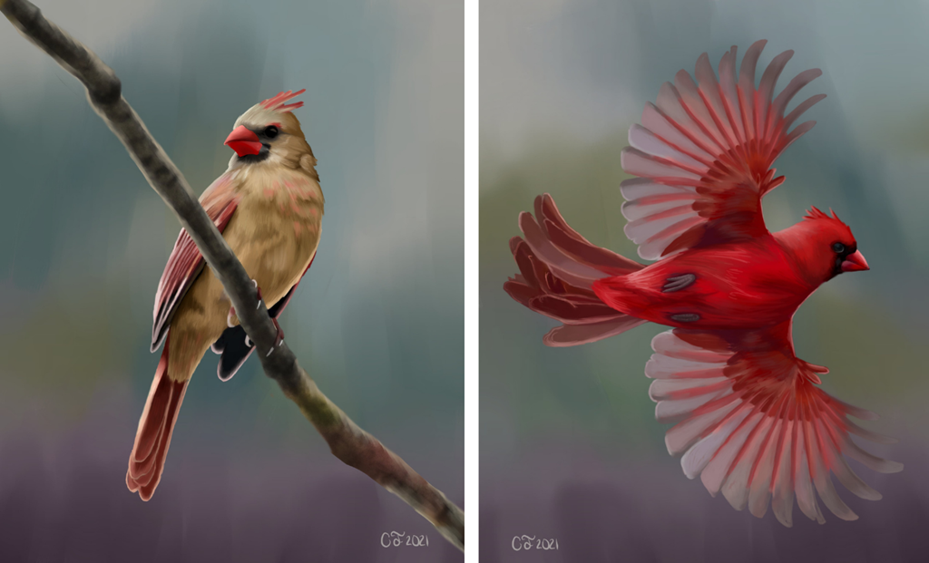 Wildlife Art by Caroline Fegley Wildlife Art by Caroline Fegley